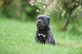 CANE CORSO 1044
